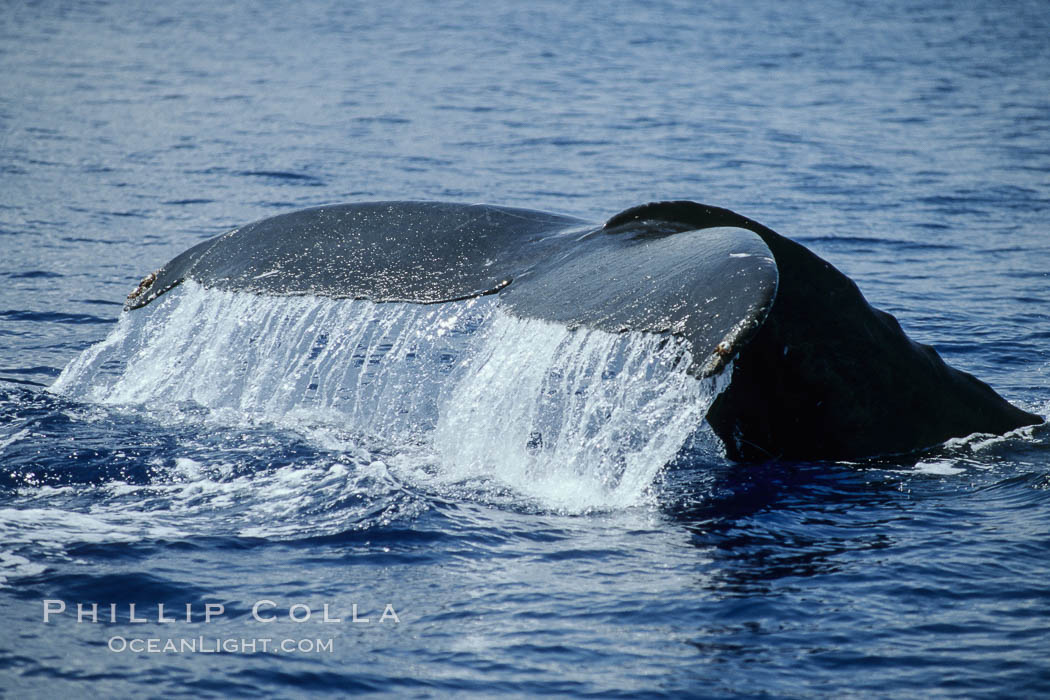 Humpback whale fluking up, raising tail before diving. Maui, Hawaii, USA, Megaptera novaeangliae, natural history stock photograph, photo id 04204