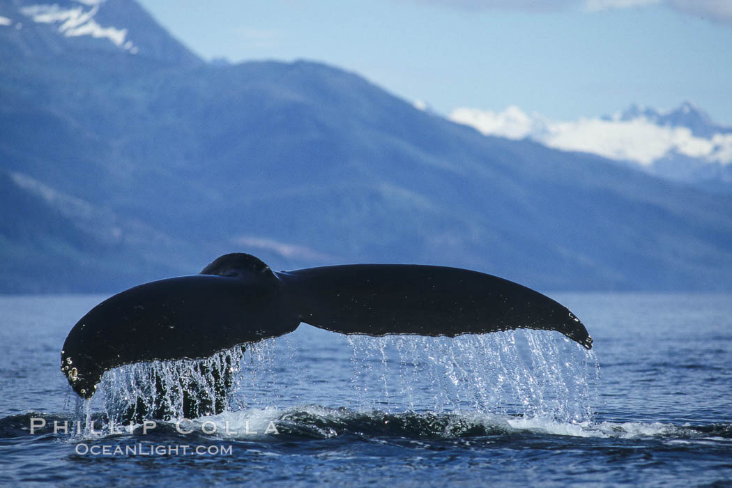 Humpback whale raising its fluke (tail) prior to a dive. Frederick Sound, Alaska, USA, Megaptera novaeangliae, natural history stock photograph, photo id 04216