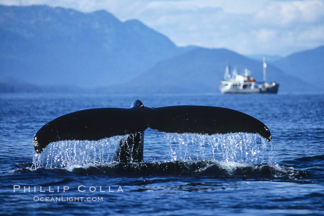 Humpback whale raising its fluke (tail) prior to a dive. Frederick Sound, Alaska, USA, Megaptera novaeangliae, natural history stock photograph, photo id 04228