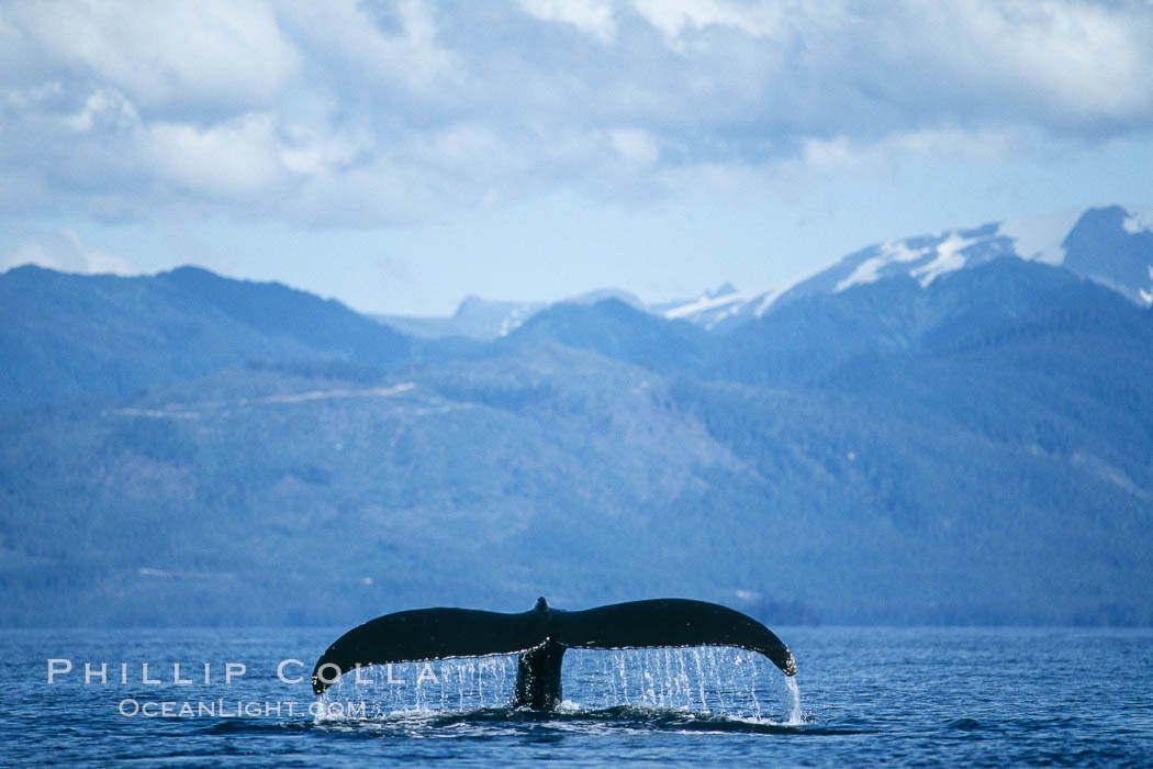 Humpback whale raising its fluke (tail) prior to a dive. Frederick Sound, Alaska, USA, Megaptera novaeangliae, natural history stock photograph, photo id 04232