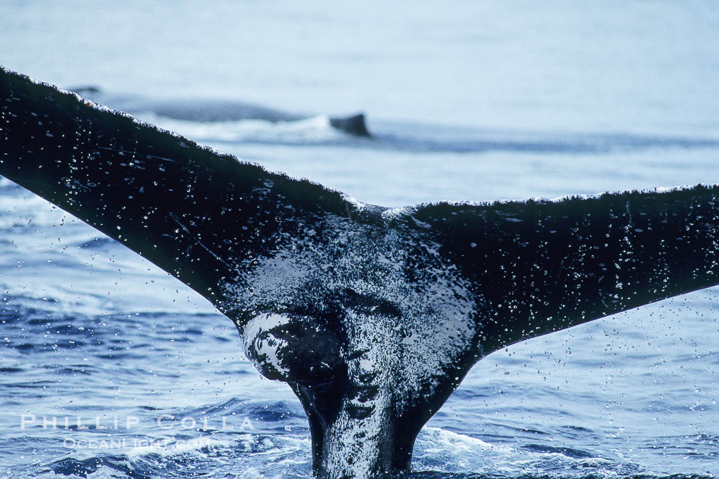 North Pacific humpback whale, growth at base of fluke., Megaptera novaeangliae, natural history stock photograph, photo id 05916