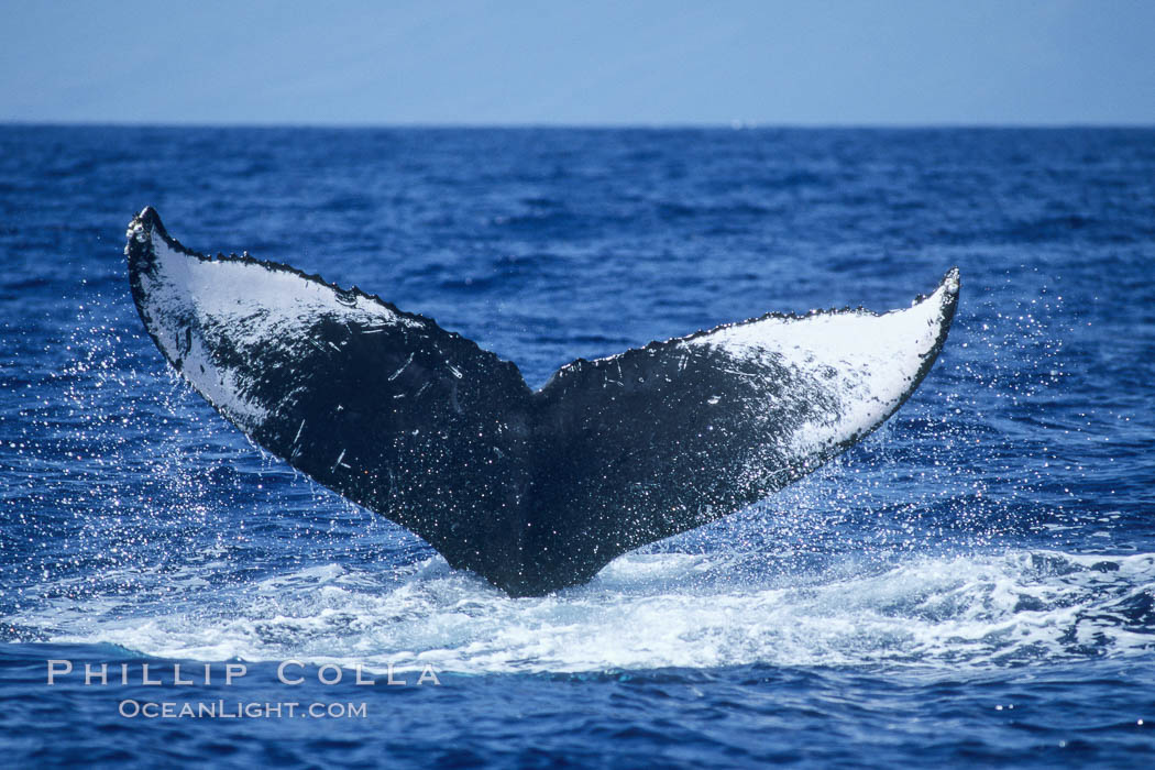 Humpback whale fluking up, ventral aspect of fluke visible. Maui, Hawaii, USA, Megaptera novaeangliae, natural history stock photograph, photo id 04151
