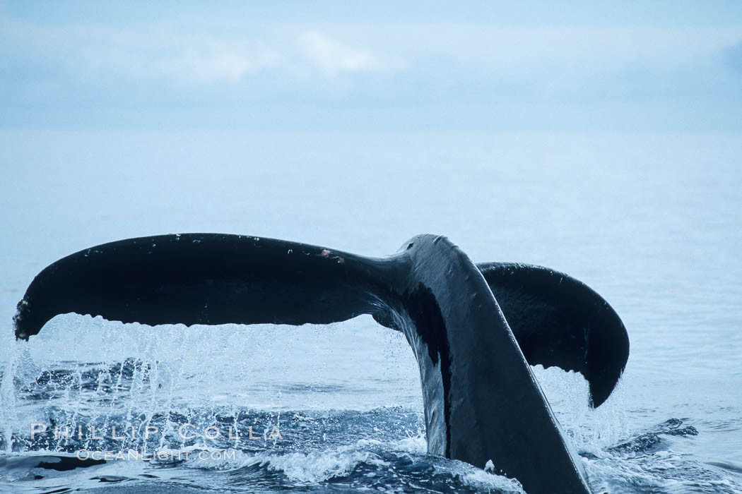 Humpback whale fluking up, raising tail before diving. Maui, Hawaii, USA, Megaptera novaeangliae, natural history stock photograph, photo id 04183