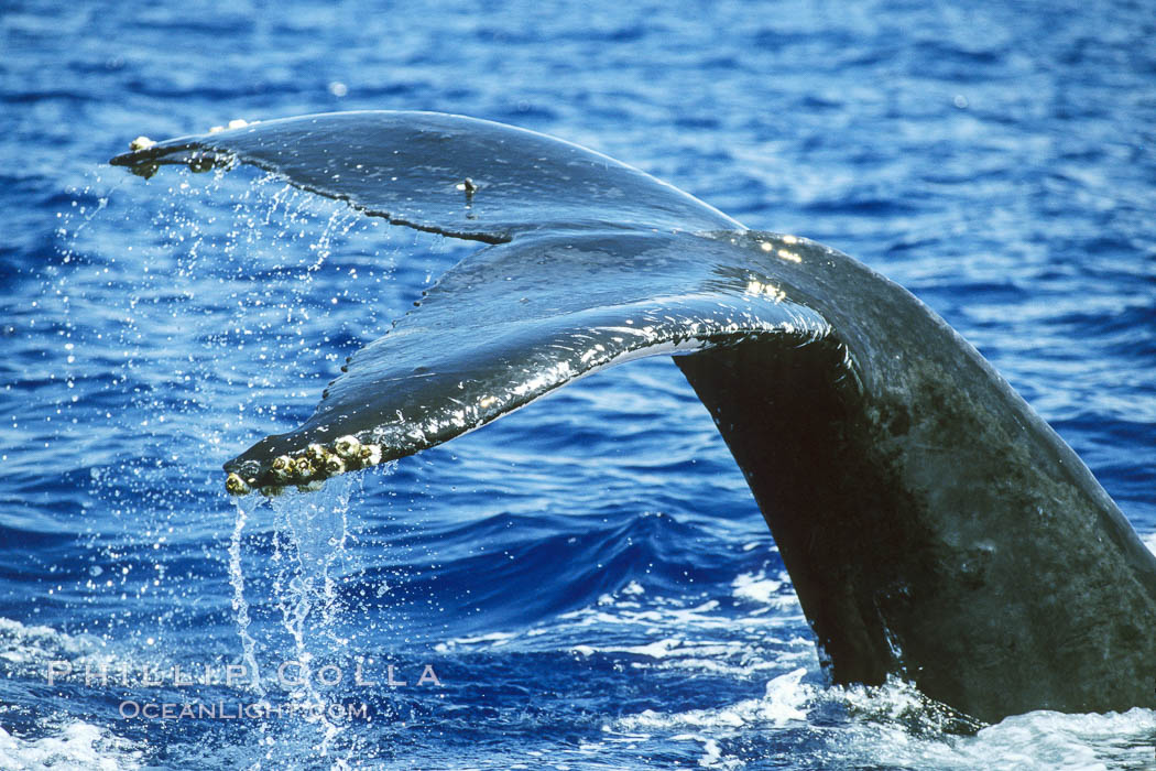 Humpback whale fluking up, raising tail before diving. Maui, Hawaii, USA, Megaptera novaeangliae, natural history stock photograph, photo id 04199