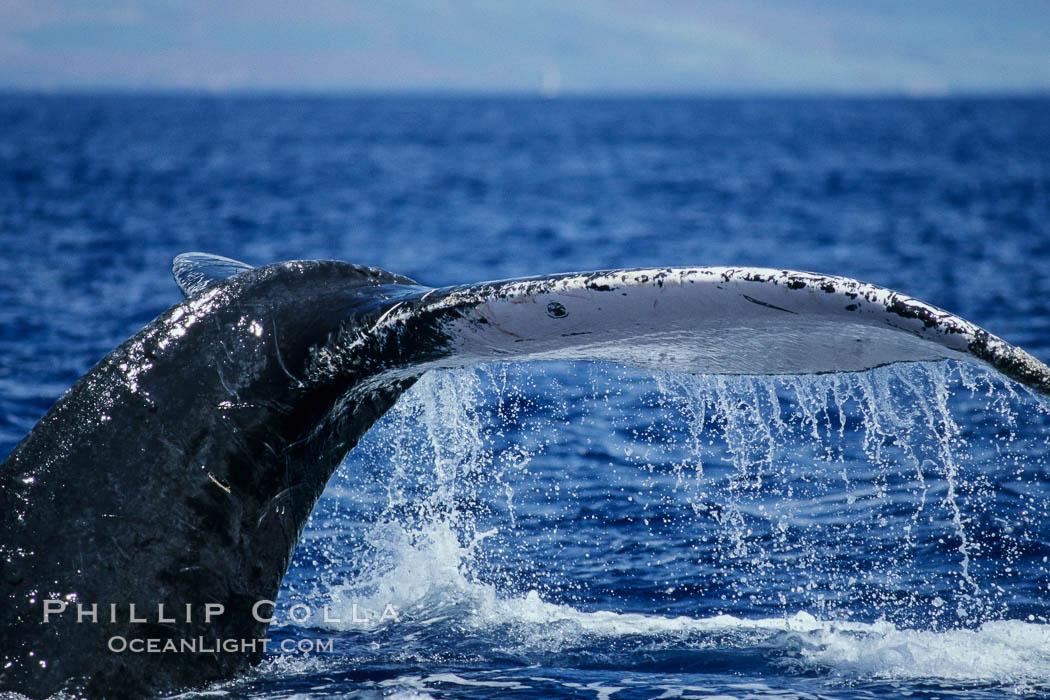 Humpback whale fluking up prior to a dive. Maui, Hawaii, USA, Megaptera novaeangliae, natural history stock photograph, photo id 04211