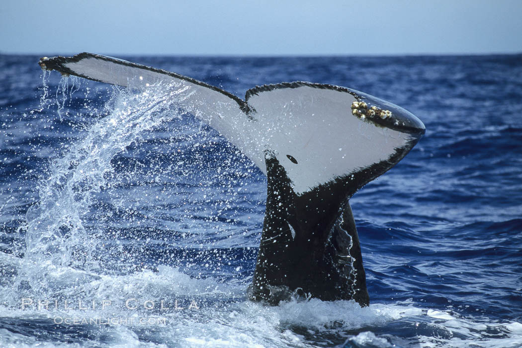Humpback whale fluking up, raising tail before diving, ventral aspect of fluke visible. Maui, Hawaii, USA, Megaptera novaeangliae, natural history stock photograph, photo id 04165