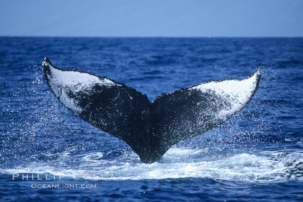 Humpback whale fluking up, ventral aspect of fluke visible. Maui, Hawaii, USA, Megaptera novaeangliae, natural history stock photograph, photo id 04169