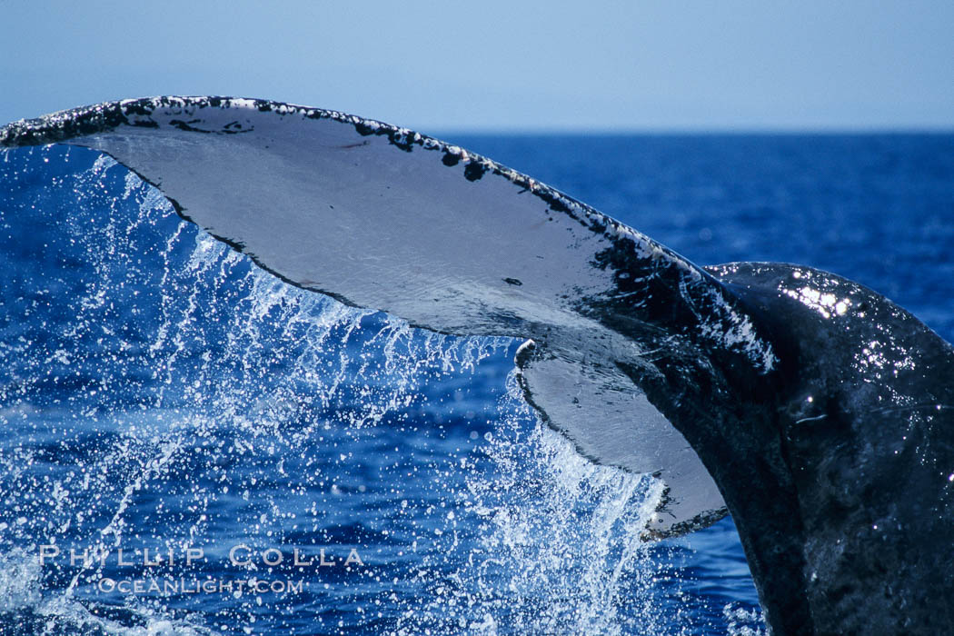 Humpback whale fluking up, raising tail before diving. Maui, Hawaii, USA, Megaptera novaeangliae, natural history stock photograph, photo id 04205