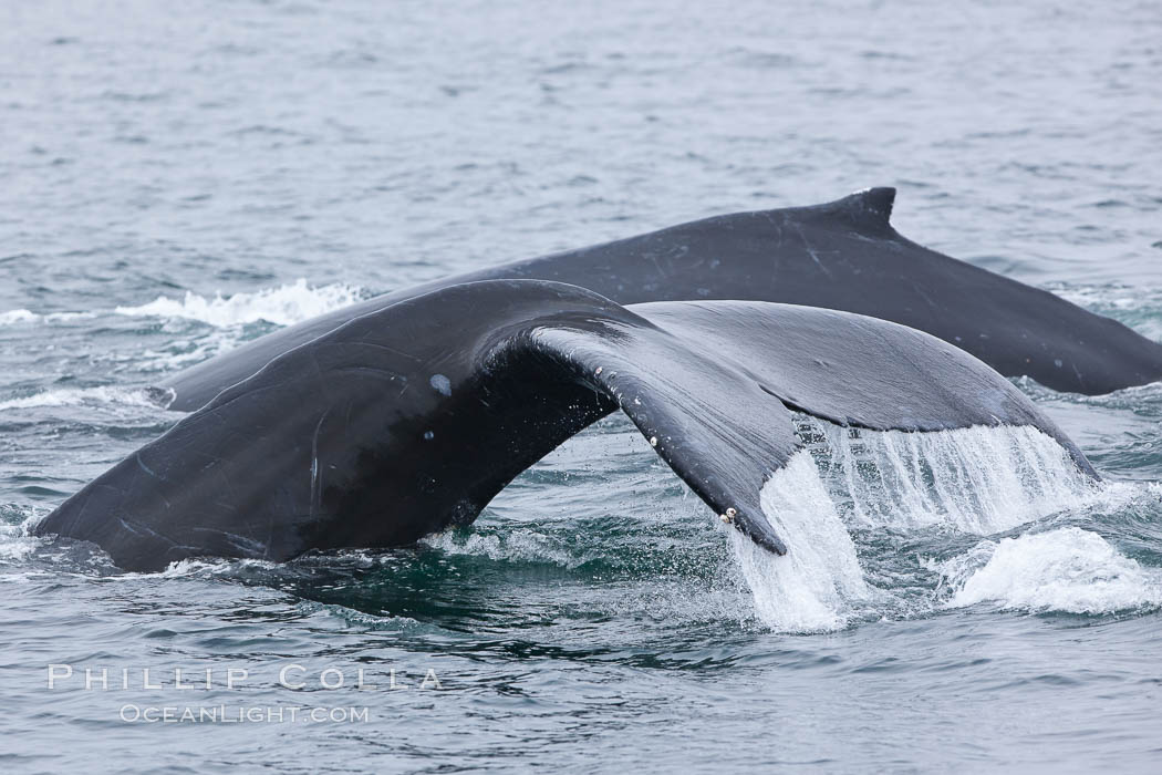 Water falling from the fluke (tail) of a humpback whale as the whale dives to forage for food in the Santa Barbara Channel. Santa Rosa Island, California, USA, Megaptera novaeangliae, natural history stock photograph, photo id 27035