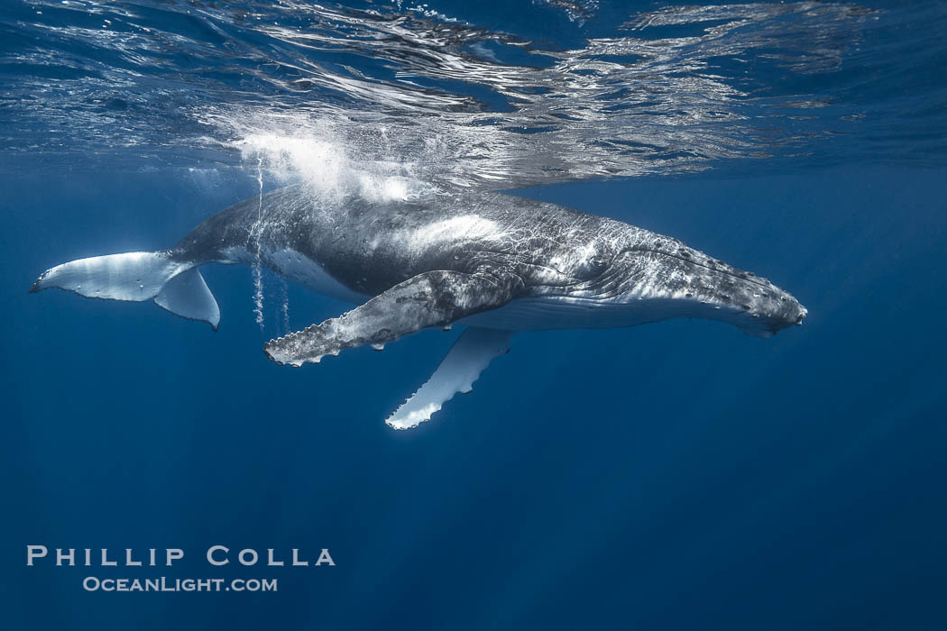 Solitary inquisitive humpback whale underwater near the island of Moorea, French Polynesia., Megaptera novaeangliae, natural history stock photograph, photo id 41362