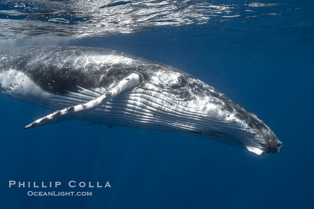 Solitary inquisitive humpback whale underwater near the island of Moorea, French Polynesia., Megaptera novaeangliae, natural history stock photograph, photo id 41386