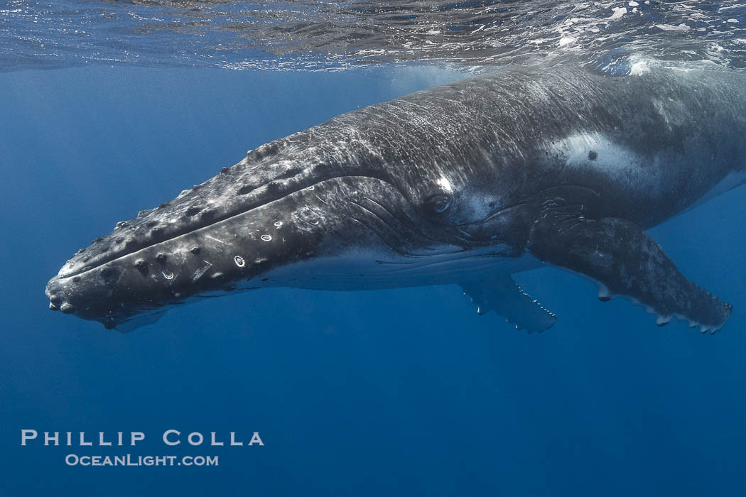 Solitary inquisitive humpback whale underwater near the island of Moorea, French Polynesia., Megaptera novaeangliae, natural history stock photograph, photo id 41406