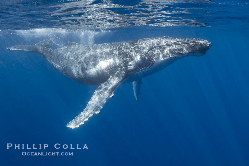 Solitary inquisitive humpback whale underwater near the island of Moorea, French Polynesia., Megaptera novaeangliae, natural history stock photograph, photo id 41410
