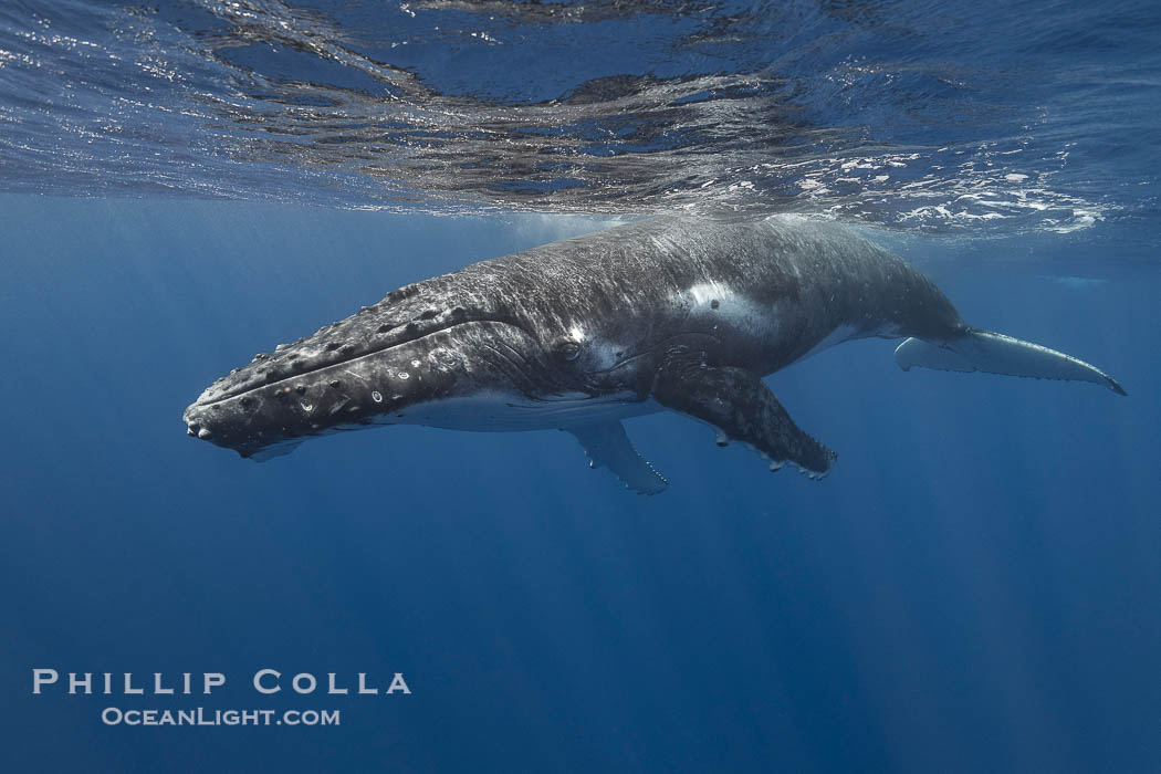 Solitary inquisitive humpback whale underwater near the island of Moorea, French Polynesia., Megaptera novaeangliae, natural history stock photograph, photo id 41384