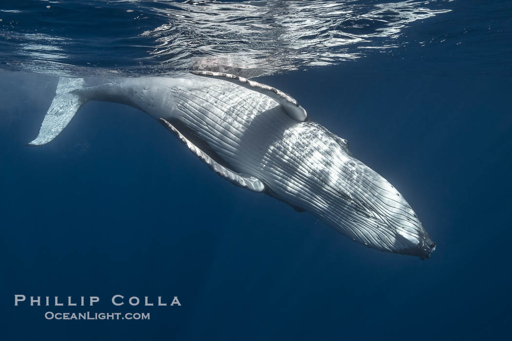 Solitary inquisitive humpback whale underwater near the island of Moorea, French Polynesia., Megaptera novaeangliae, natural history stock photograph, photo id 41363