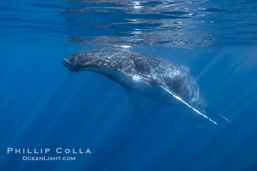 Solitary inquisitive humpback whale underwater near the island of Moorea, French Polynesia., Megaptera novaeangliae, natural history stock photograph, photo id 41413