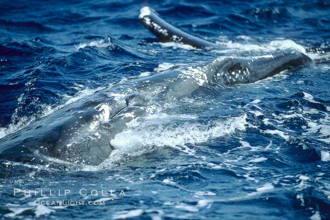 Humpback whale genital slit, hemispherical lobe. Maui, Hawaii, USA, Megaptera novaeangliae, natural history stock photograph, photo id 04310