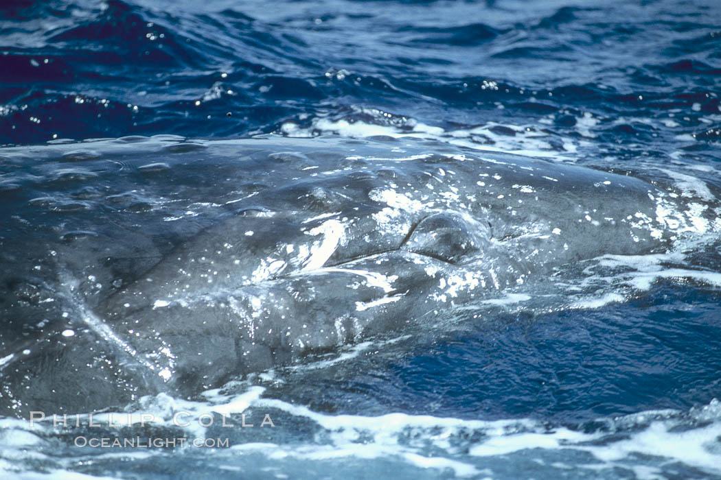 Humpback whale genital slit, hemispherical lobe. Maui, Hawaii, USA, Megaptera novaeangliae, natural history stock photograph, photo id 04311
