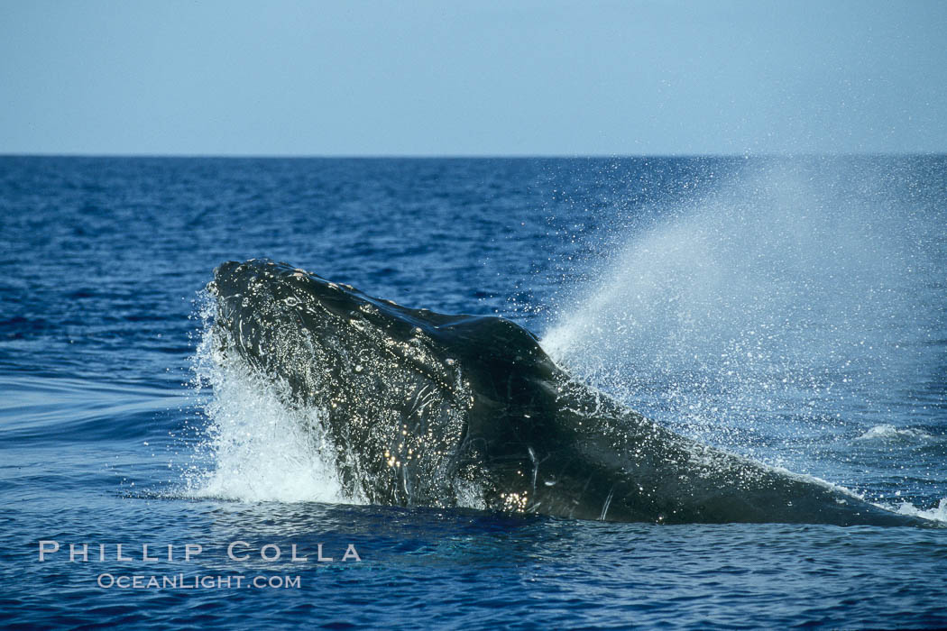 Humpback whale, head lunge in active group. Maui, Hawaii, USA, Megaptera novaeangliae, natural history stock photograph, photo id 04028