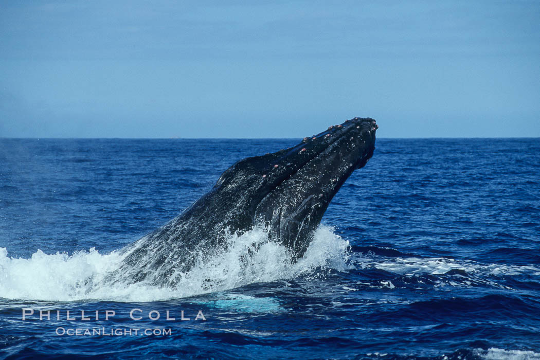 Humpback whale head lunging, rostrum extended out of the water, exhibiting surface active social behaviours. Maui, Hawaii, USA, Megaptera novaeangliae, natural history stock photograph, photo id 04040