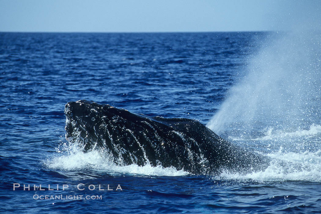 Humpback whale head lunging, rostrum extended out of the water, exhaling at the surface, exhibiting surface active social behaviours. Maui, Hawaii, USA, Megaptera novaeangliae, natural history stock photograph, photo id 04052