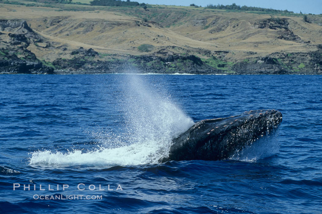 Humpback whale head lunging, showing bleeding tubercles caused by collisions with other whales, rostrum extended out of the water, exhaling at the surface, exhibiting surface active social behaviours. Molokai, Hawaii, USA, Megaptera novaeangliae, natural history stock photograph, photo id 04084