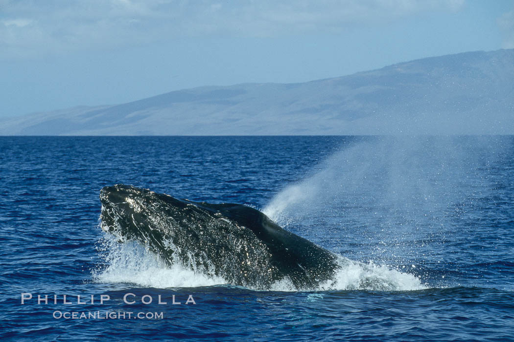 Humpback whale, head lunge in active group. Maui, Hawaii, USA, Megaptera novaeangliae, natural history stock photograph, photo id 04023
