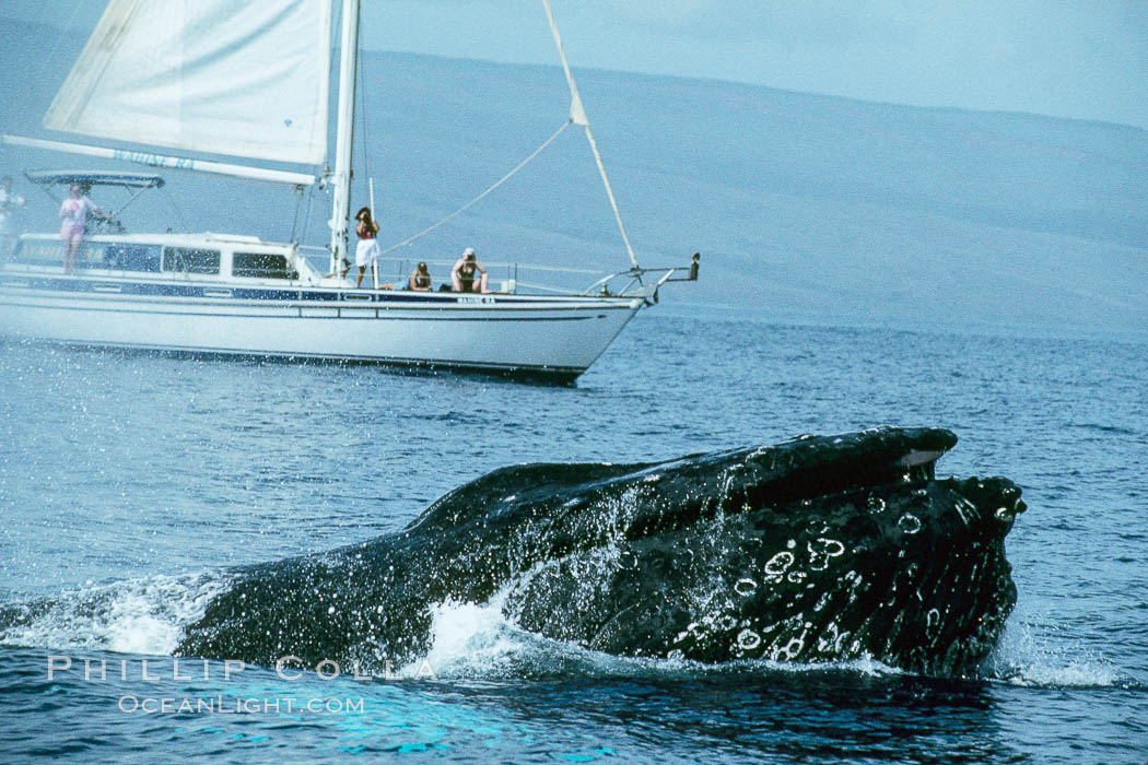 North Pacific humpback whale at the surface with open mouth and inflated throat, in front of whale watching boat. Maui, Hawaii, USA, Megaptera novaeangliae, natural history stock photograph, photo id 00985