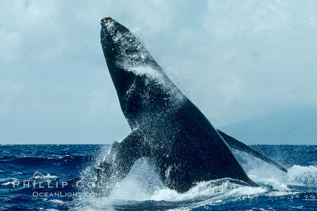 Humpback whale lunging clear of the water and falling forward with pectoral fins extended, a behavior known as a head slap. Maui, Hawaii, USA, Megaptera novaeangliae, natural history stock photograph, photo id 00388