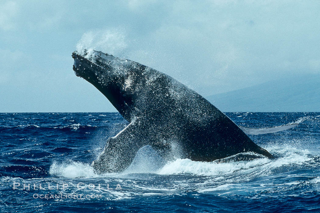 Humpback whale lunging clear of the water and falling forward with pectoral fins extended, a behavior known as a head slap. Maui, Hawaii, USA, Megaptera novaeangliae, natural history stock photograph, photo id 00389