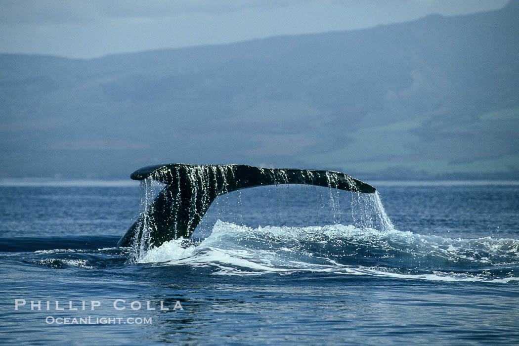 Humpback whale raising fluke (tail) out of the water before making a dive., Megaptera novaeangliae, natural history stock photograph, photo id 00176
