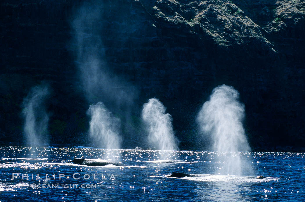 North Pacific humpback whales. Maui, Hawaii, USA, Megaptera novaeangliae, natural history stock photograph, photo id 02156