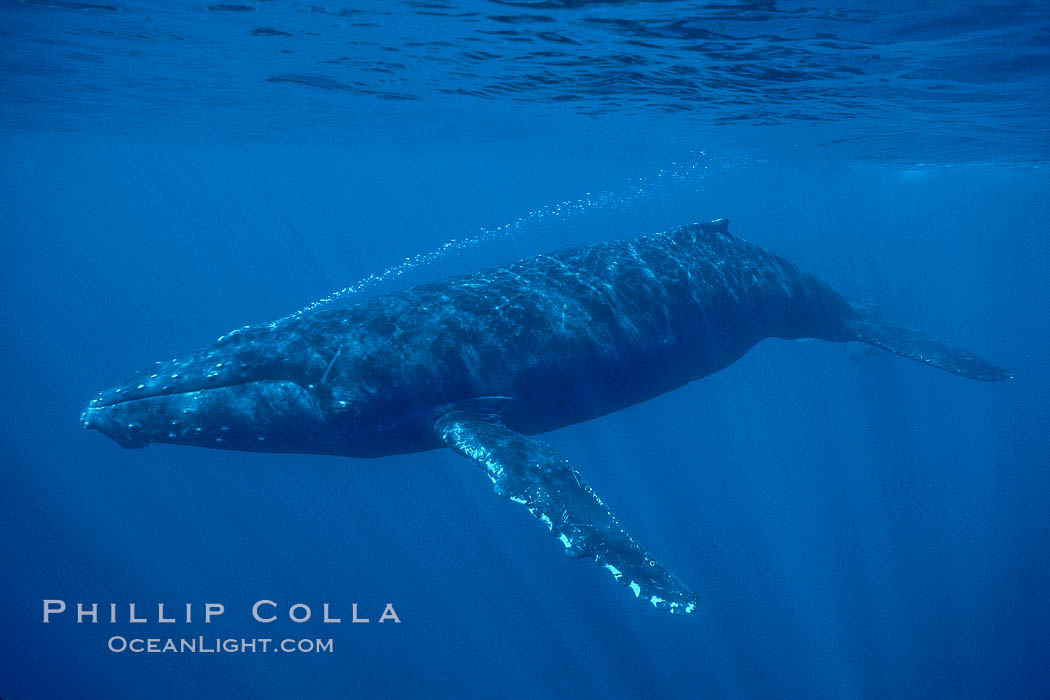 North Pacific humpback whale, Megaptera novaeangliae, Maui