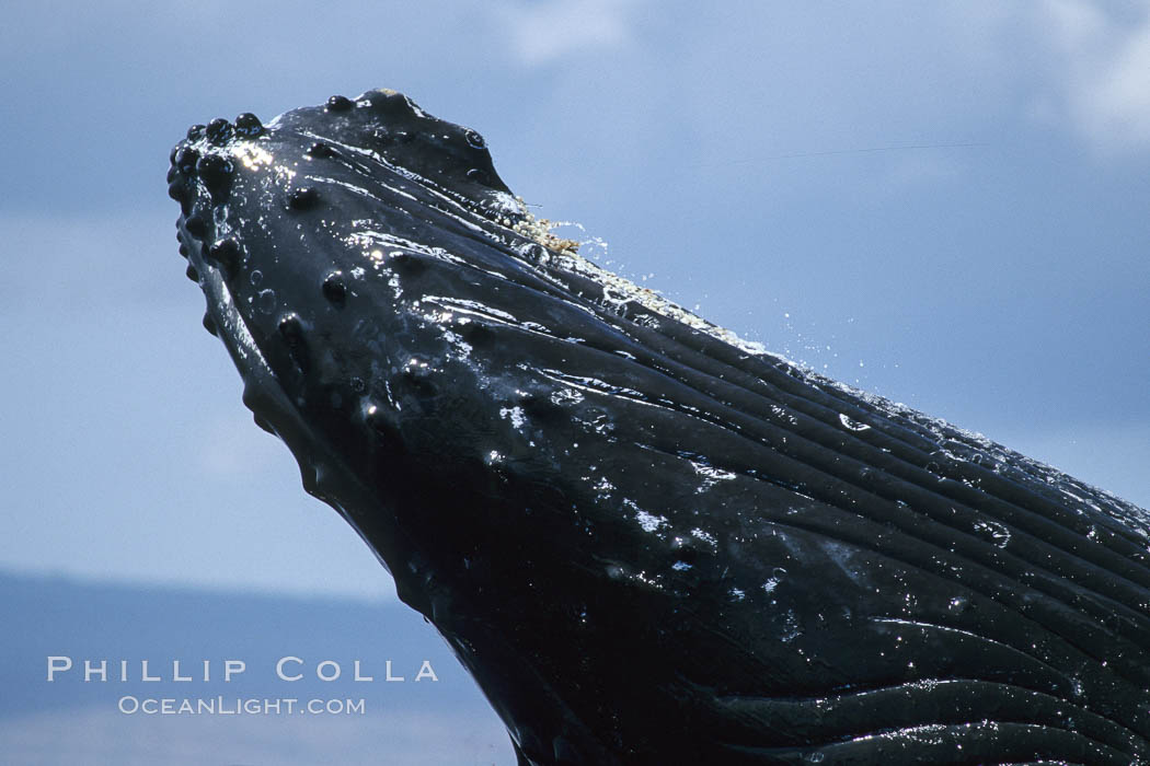 Humpback whale rostrum detail showing throat pleats (top), chin and tubercles. Maui, Hawaii, USA, Megaptera novaeangliae, natural history stock photograph, photo id 04279