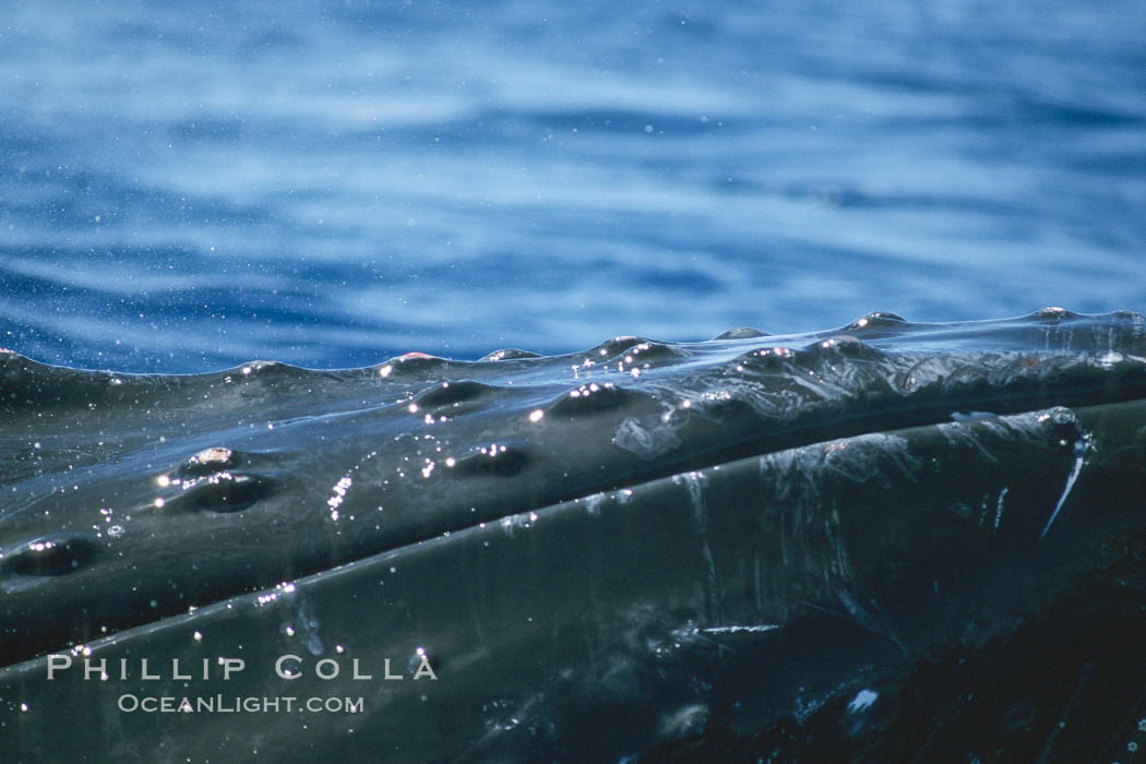 Humpback whale rostrum detail showing chin and tubercles. Maui, Hawaii, USA, Megaptera novaeangliae, natural history stock photograph, photo id 04283