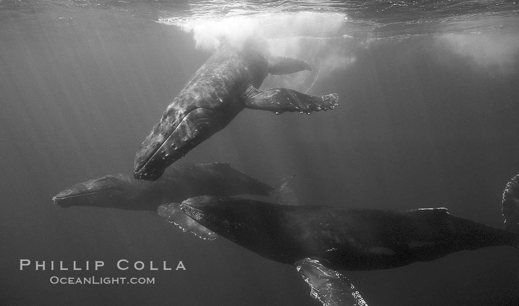 North Pacific humpback whales, socializing trio of adults. Maui, Hawaii, USA, Megaptera novaeangliae, natural history stock photograph, photo id 06135