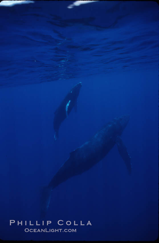 North Pacific humpback whale. Maui, Hawaii, USA, Megaptera novaeangliae, natural history stock photograph, photo id 00161