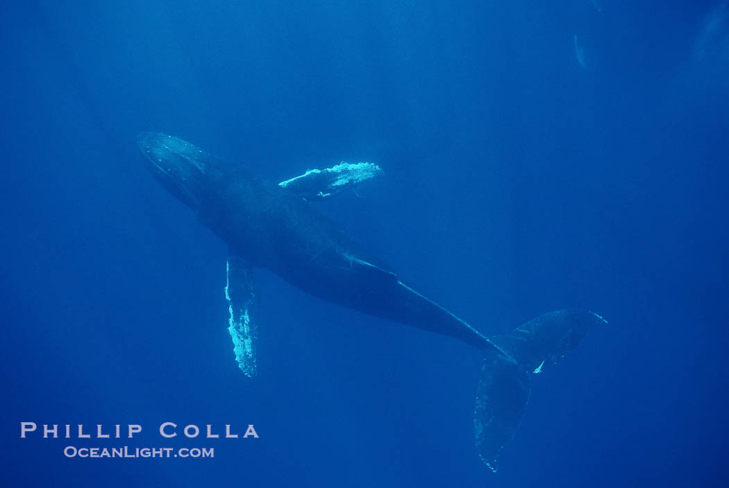 North Pacific humpback whale., Megaptera novaeangliae, natural history stock photograph, photo id 00165