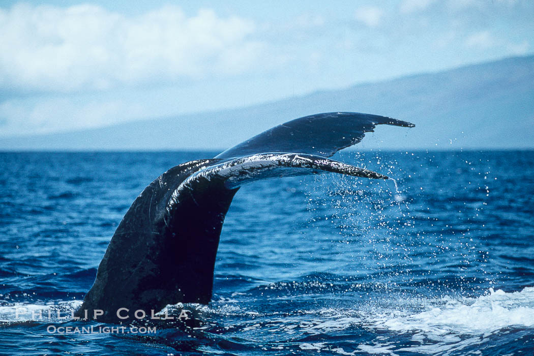 Humpback whale raising fluke (tail) out of the water before making a dive., Megaptera novaeangliae, natural history stock photograph, photo id 00173