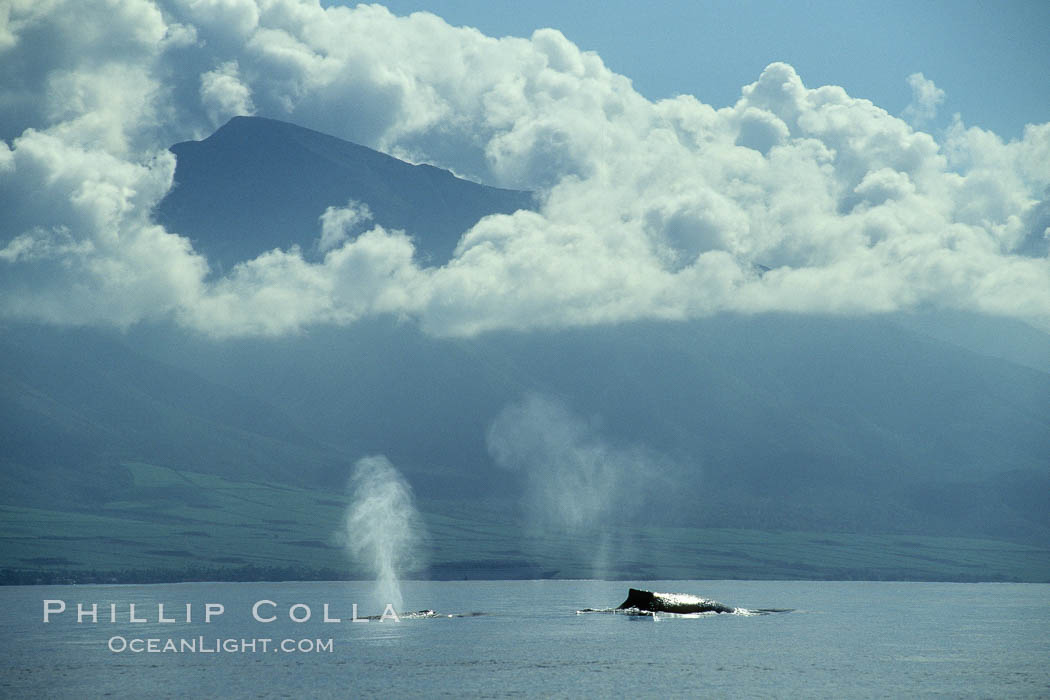 Humpback whales at the surface, volcano and clouds, Megaptera novaeangliae, Maui