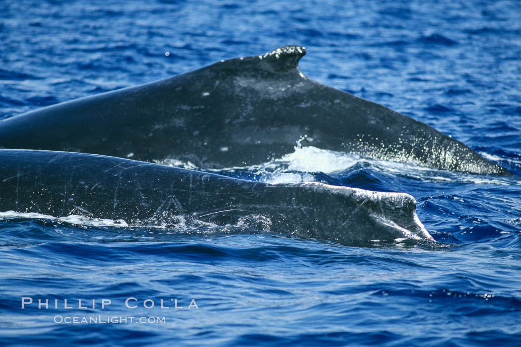 Humpback whale surface active group. Maui, Hawaii, USA, Megaptera novaeangliae, natural history stock photograph, photo id 04265