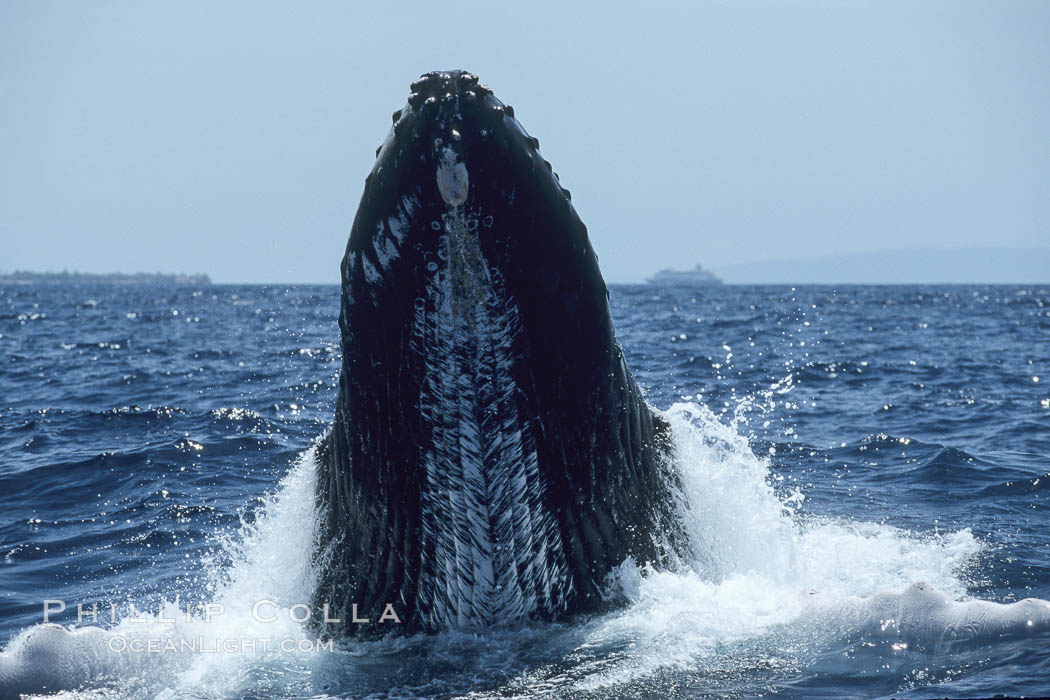 Humpback whale, rostrum raised, ventral aspect showing throat pleats. Maui, Hawaii, USA, Megaptera novaeangliae, natural history stock photograph, photo id 04385