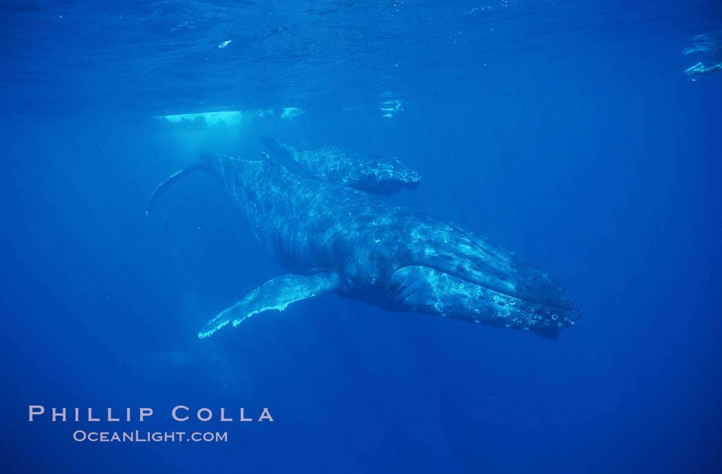 North Pacific humpback whale, cow/calf, research divers. Maui, Hawaii, USA, Megaptera novaeangliae, natural history stock photograph, photo id 00542