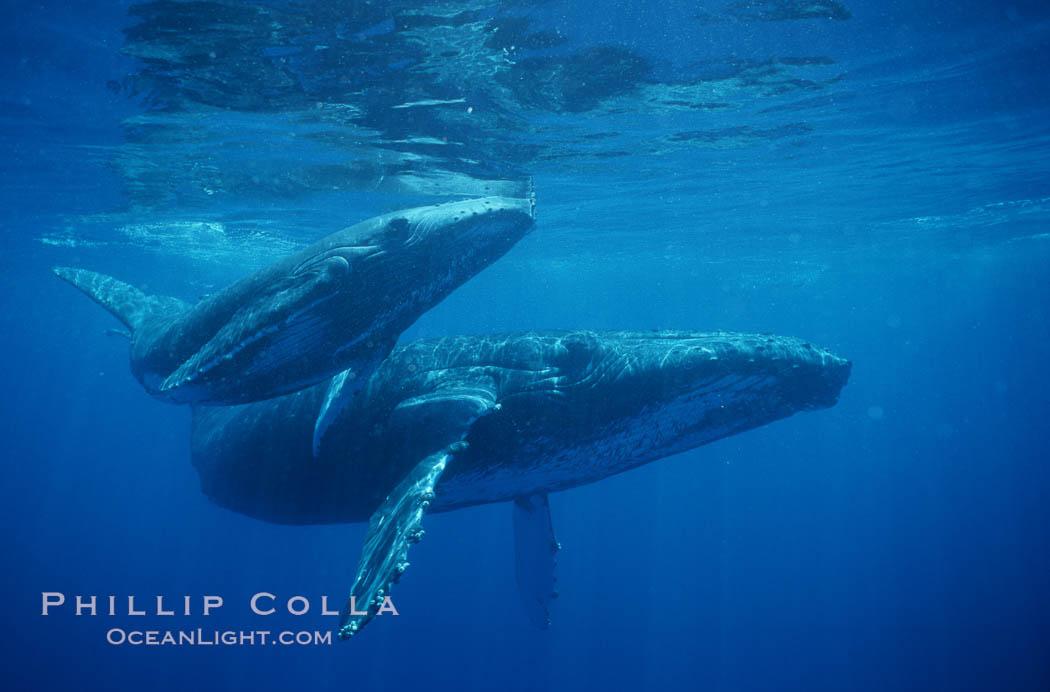 North Pacific humpback whale, mother and calf. Maui, Hawaii, USA, Megaptera novaeangliae, natural history stock photograph, photo id 01214