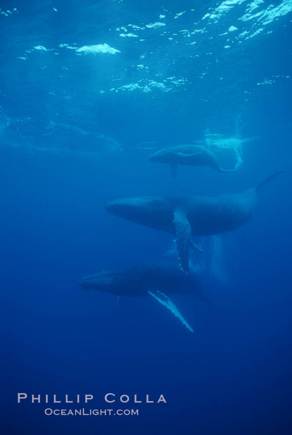 North Pacific humpback whale, mother (middle), calf (top) and escort (bottom). Maui, Hawaii, USA, Megaptera novaeangliae, natural history stock photograph, photo id 01294