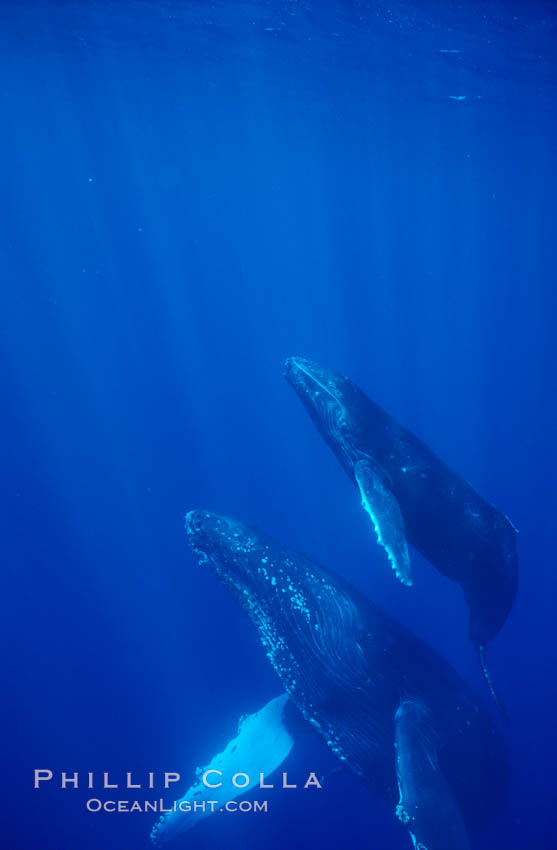 North Pacific humpback whale, mother and calf. Maui, Hawaii, USA, natural history stock photograph, photo id 05962