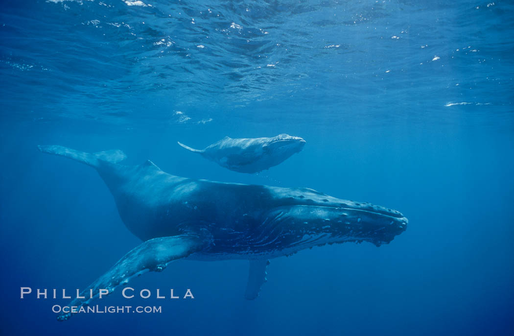 North Pacific humpback whales, a mother and calf pair swim closely together just under the surface of the ocean.  The calf will remain with its mother for about a year, migrating from Hawaii to Alaska to feed on herring, Megaptera novaeangliae, Maui