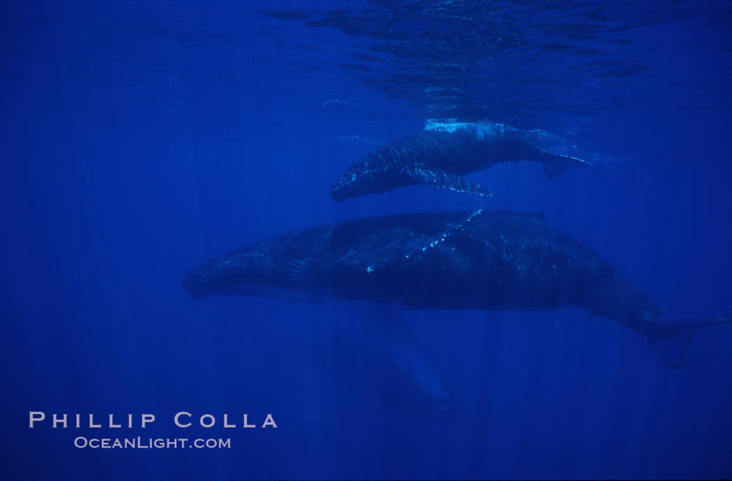 North Pacific humpback whale, mother and calf. Maui, Hawaii, USA, Megaptera novaeangliae, natural history stock photograph, photo id 01240