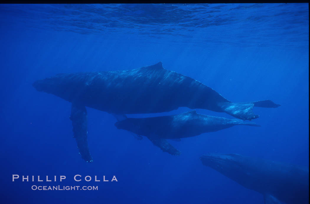 Humpback whale mother, calf and escort. Maui, Hawaii, USA, Megaptera novaeangliae, natural history stock photograph, photo id 04536