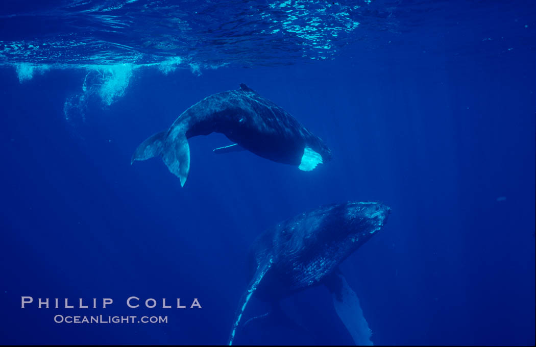 North Pacific humpback whale, mother and calf. Maui, Hawaii, USA, Megaptera novaeangliae, natural history stock photograph, photo id 06048